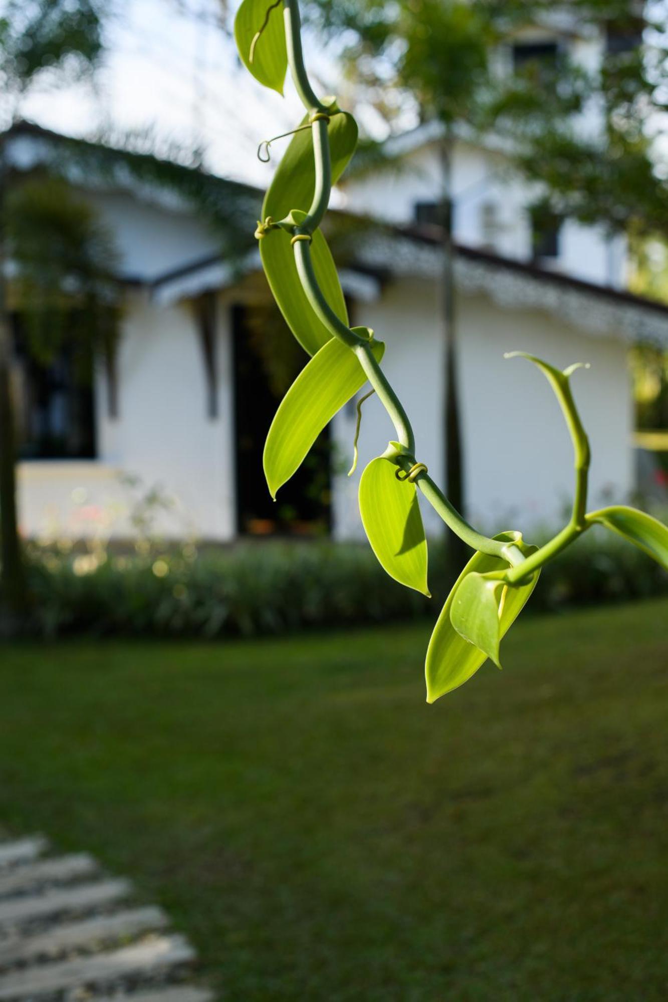 Roots Retreat Otel Unawatuna Dış mekan fotoğraf