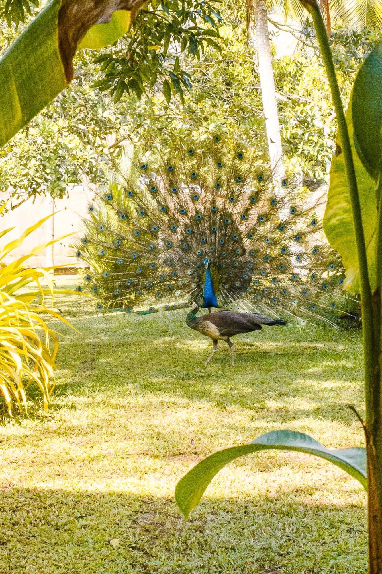 Roots Retreat Otel Unawatuna Dış mekan fotoğraf